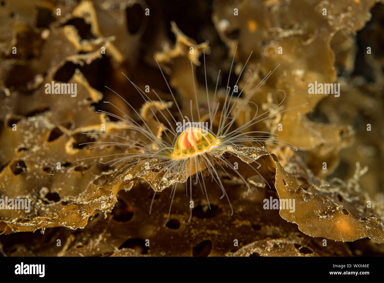 A tiny Benthic Hydromedusa, with a bell size of less than one centimeter, (Ptychogastria polaris), Tasiilaq, East Greenland Stock Photo
