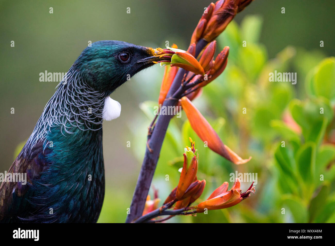 Anatomy Of Insects High Resolution Stock Photography and Images - Alamy
