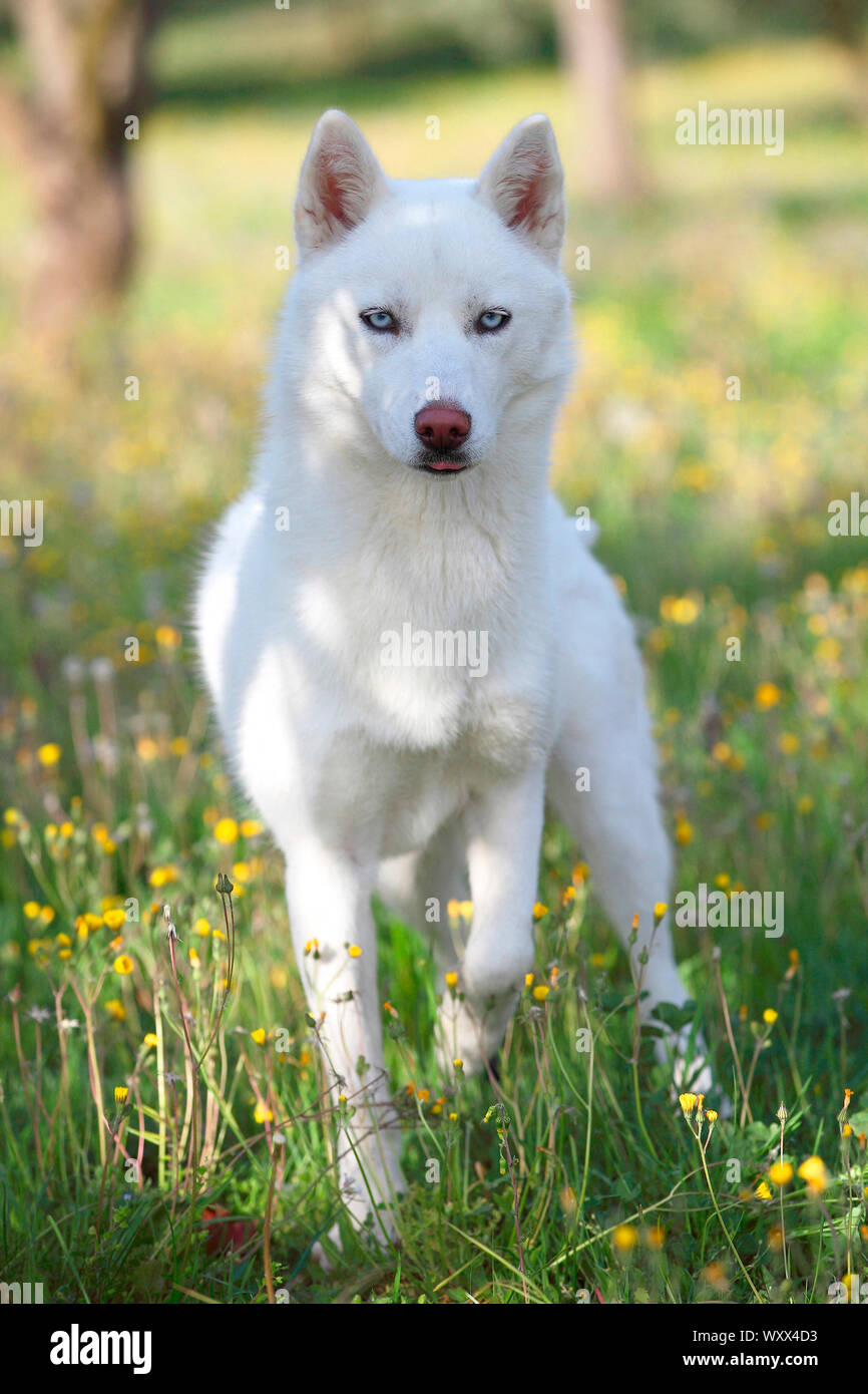 albino siberian husky