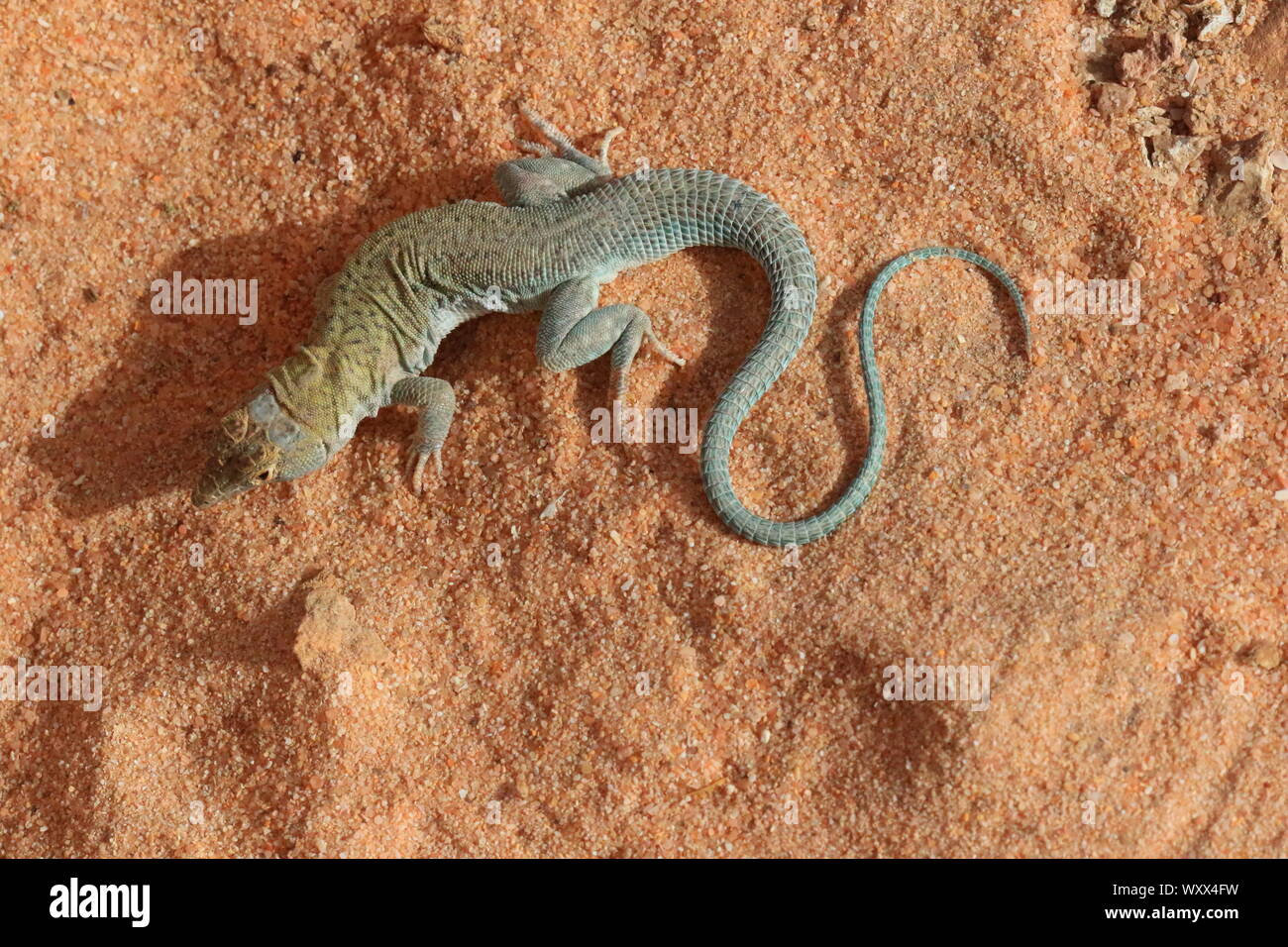 Golden Fringe-fingered lizard (Acanthodactylus aureus) on sand, Mauritania Stock Photo
