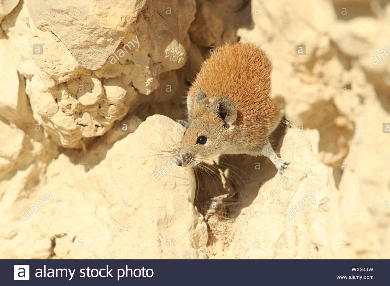Spiny Mouse Stock Photos & Spiny Mouse Stock Images Alamy