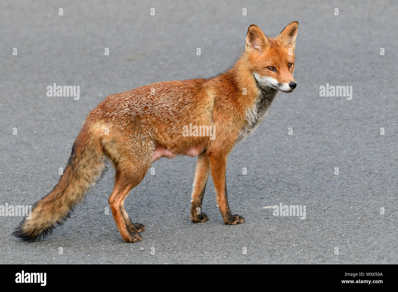 Red fox (Vulpes vulpes) Suckling female in a street in town, Plerin, Côtes d'Armor, Brittany, France Stock Photo - Alamy Red fox (Vulpes vulpes) Suckling female in a street in town, Plerin, Côtes d'Armor, Brittany, France Stock Photo - Alamy