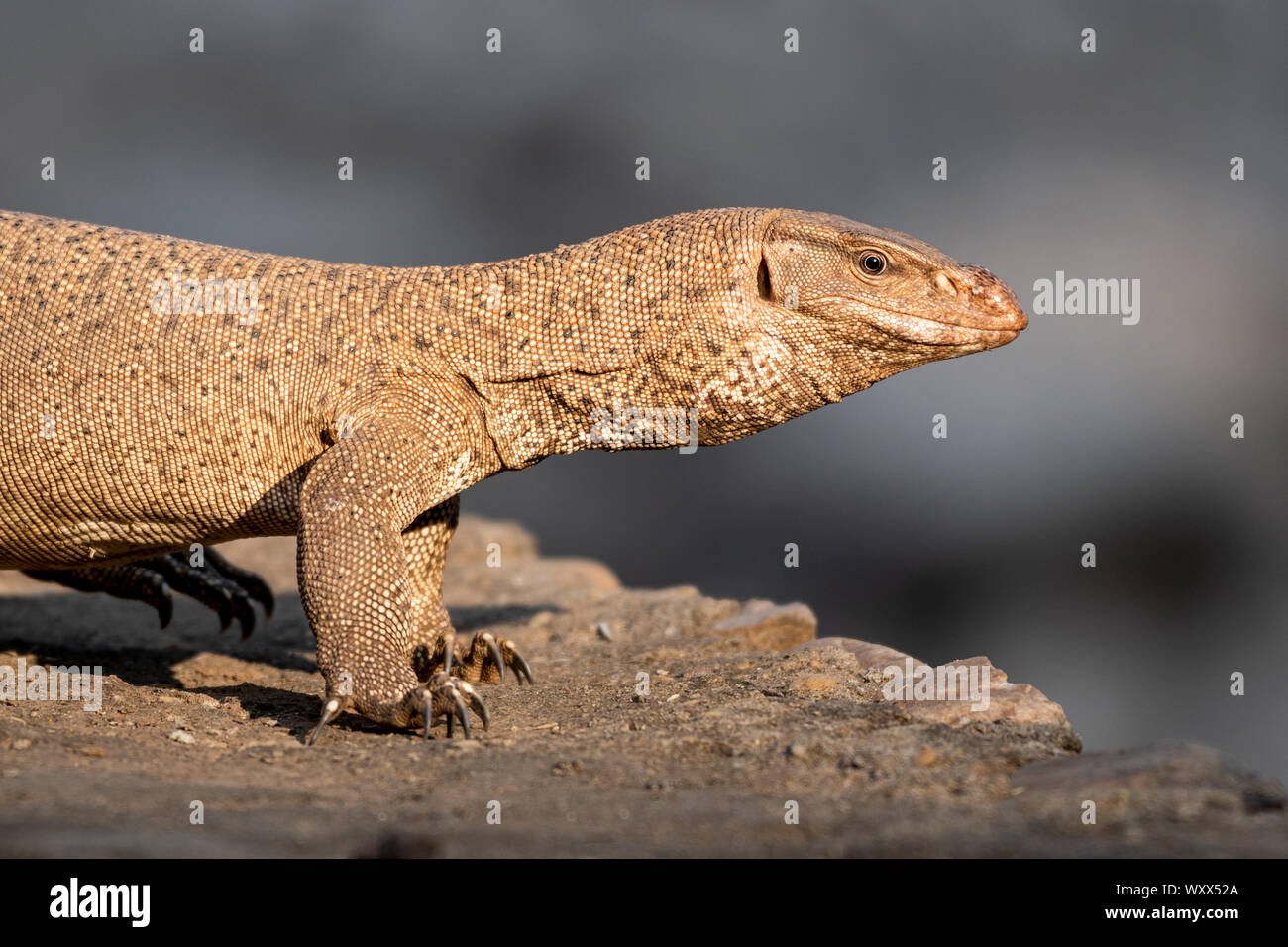 Lizard crossing the road hires stock photography and images Alamy