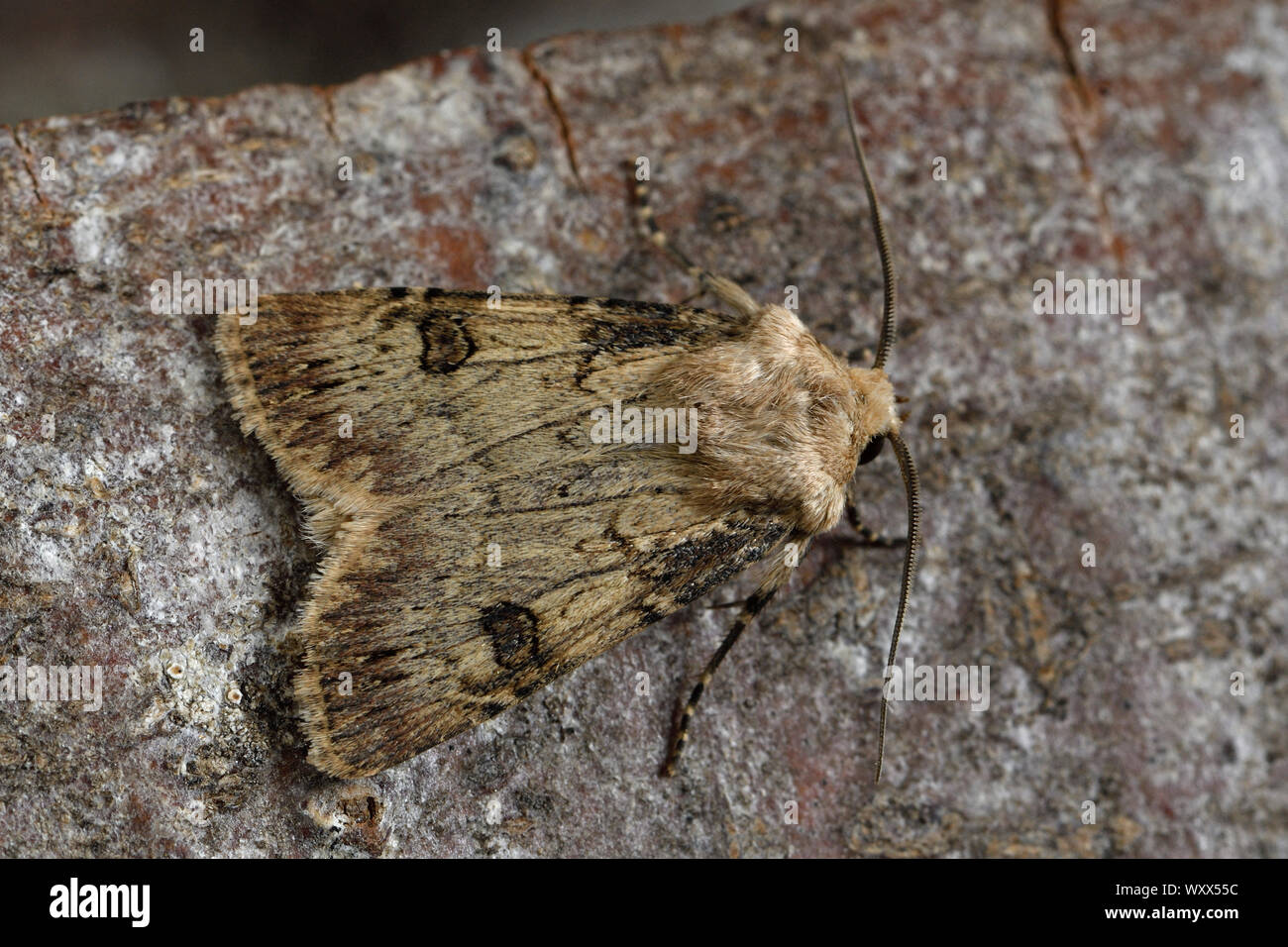 Shuttle-shaped Dart (Agrotis puta) imago at rest, Wetlands and meadows, Brittany, France Stock Photo