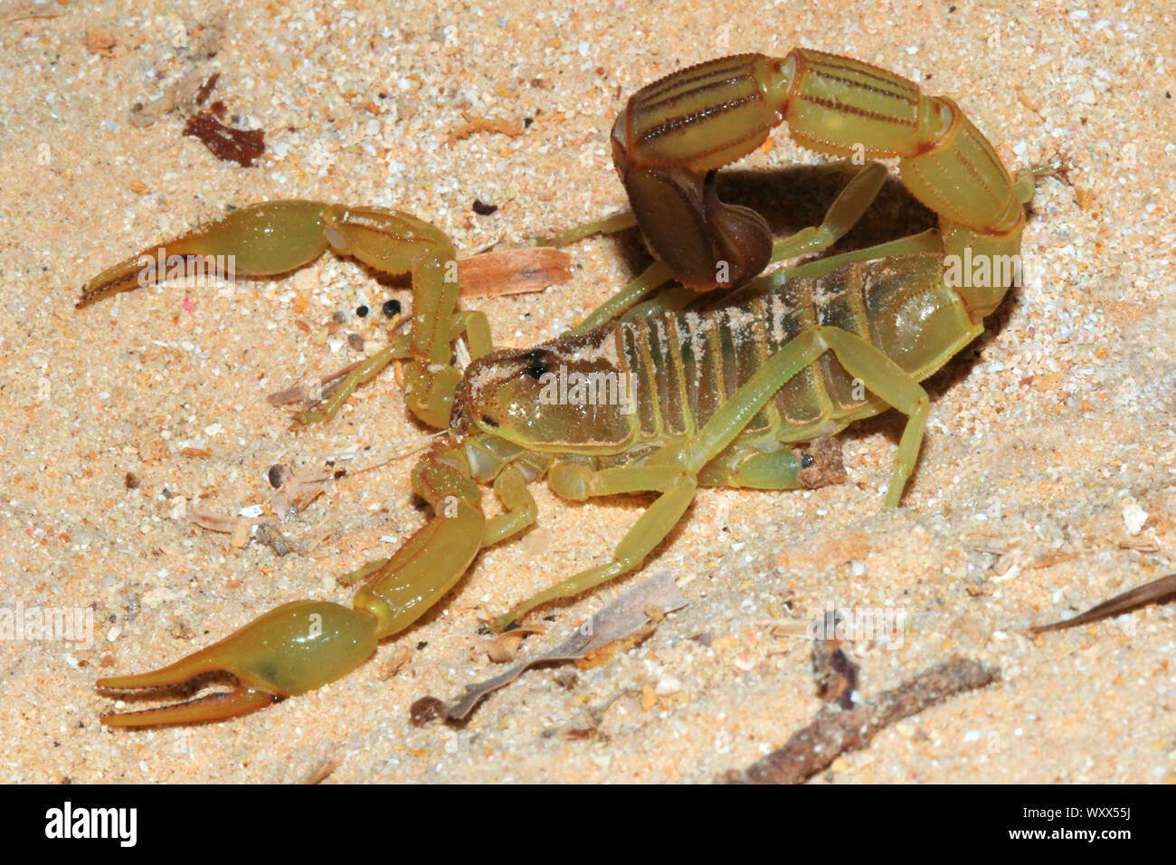Yellow Fat Tail Scorpion (Androctonus australis) on sand, Mauritania Stock Photo