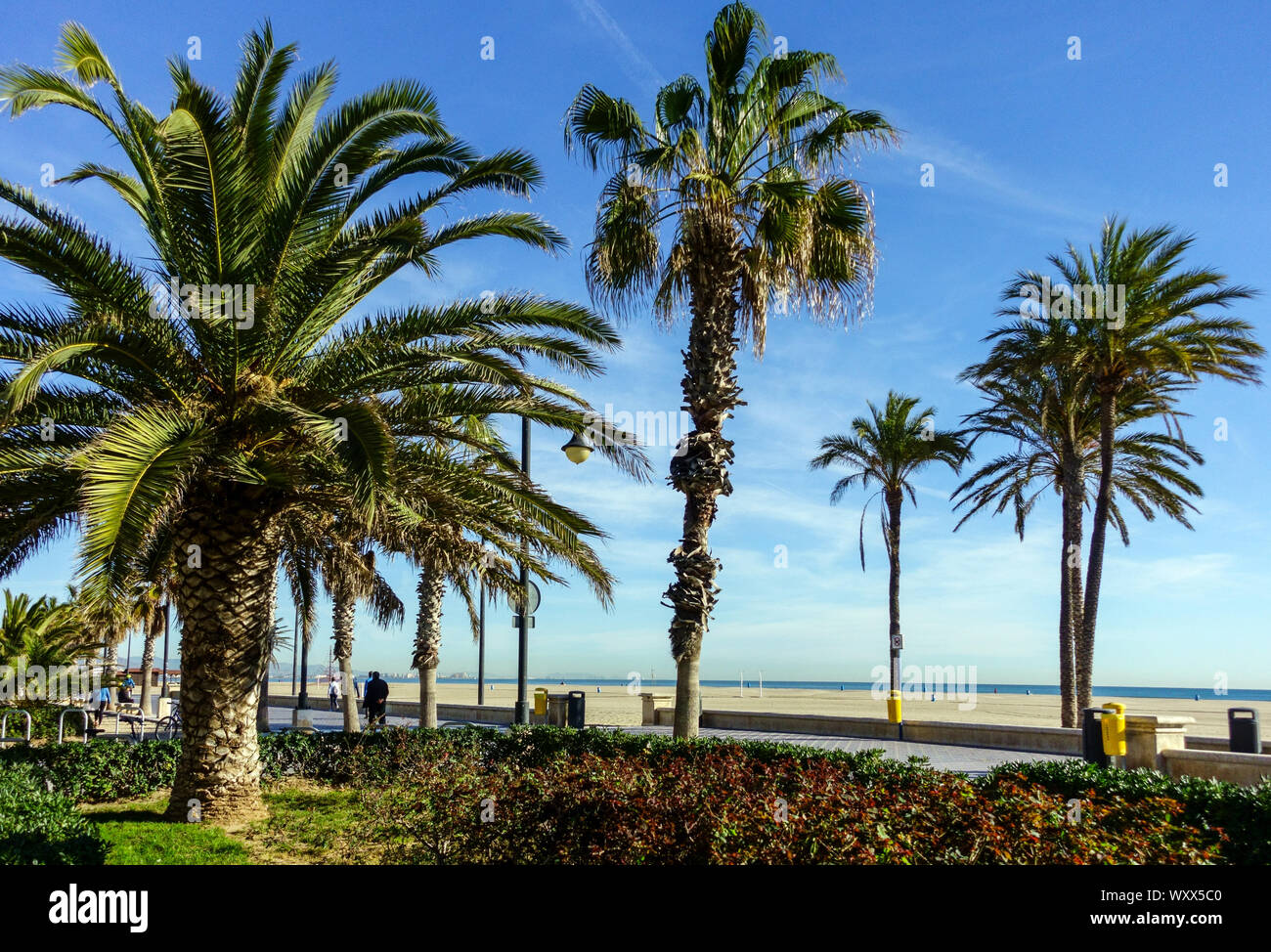 Spain Valencia Palm trees at Valencia Malvarrosa Beach promenade Stock Photo