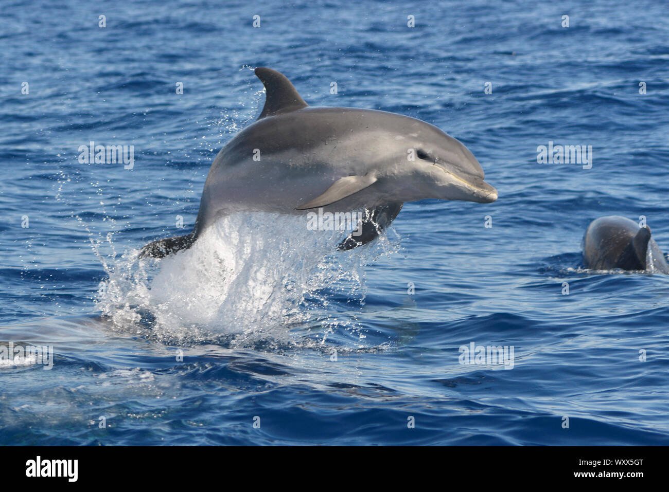 Bottlenose dolphin (Tursiops truncatus). Juvenile playing and jumping on surface. Tenerife, Canary Islands. Stock Photo