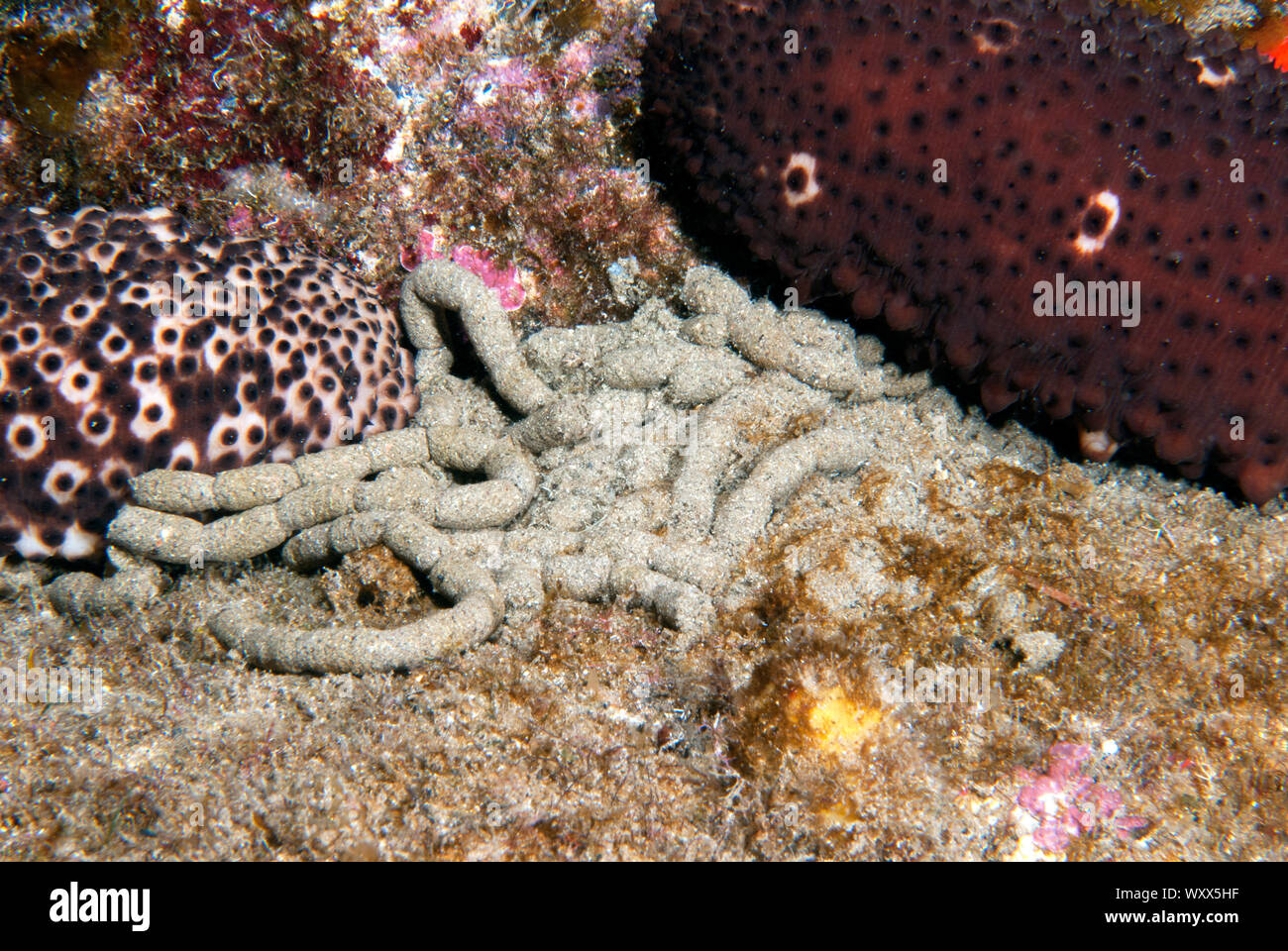 Calcium carbonate and ammonia present in the detritus of sea cucumbers help to form the skeletons of coral organisms and fertilize the seabed. Coton s Stock Photo
