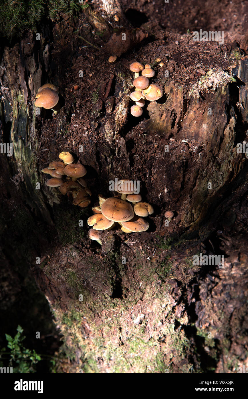 clumps of Fungi/mushrooms growing on a dead/rotting tree stump in autumnal woodland Stock Photo