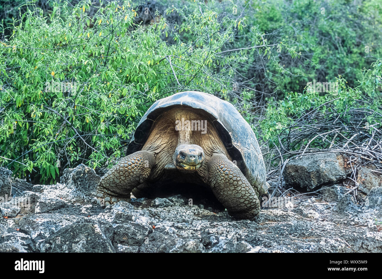 Indefatigable Island Giant Tortoise (Chelonoidis porteri), Santa Cruz ...