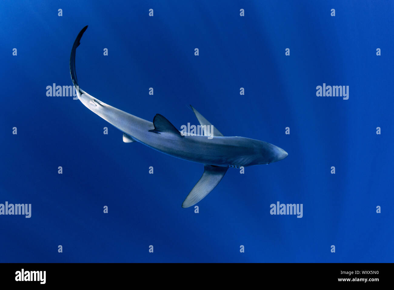 Blue shark (Prionace glauca). North Atlantic Ocean, Canary Islands. Stock Photo