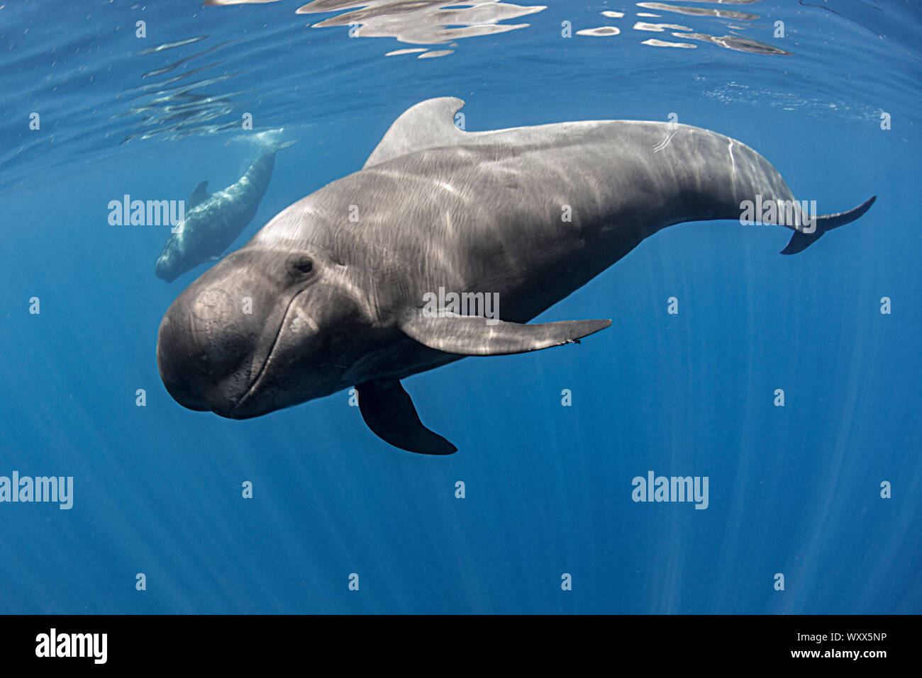 Pilot Whale Globicephala Macrorhynchus Tenerife Canary Islands