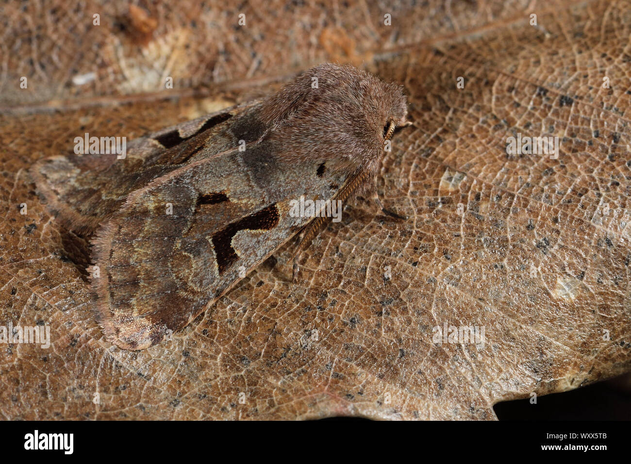 Hebrew Character (Orthosia gothica) Species of late winter, Imago on a dead leaf, imagos feed by foraging the willow flowers only source of food on th Stock Photo