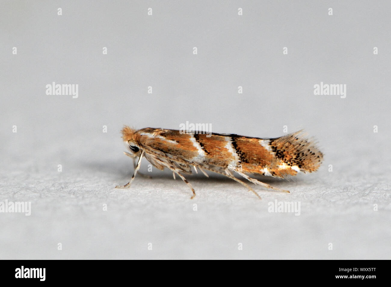 Leafminer hi-res stock photography and images - Alamy