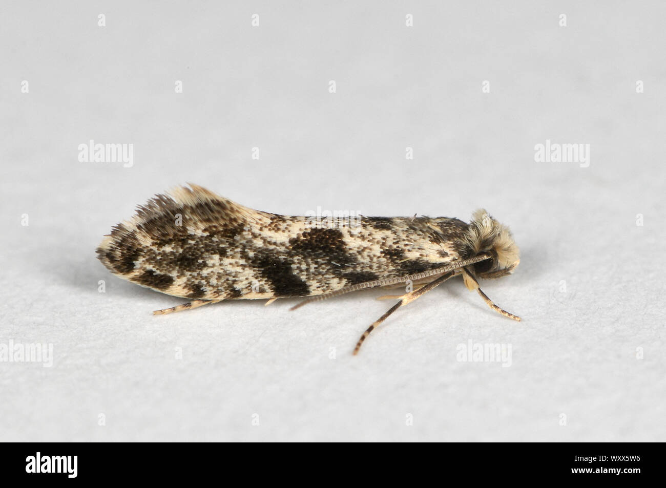 European grain moth (Nemapogon granella) Imago, House, Saint-Laurent Plerin, Côtes d'Armor, Brittany, France Stock Photo