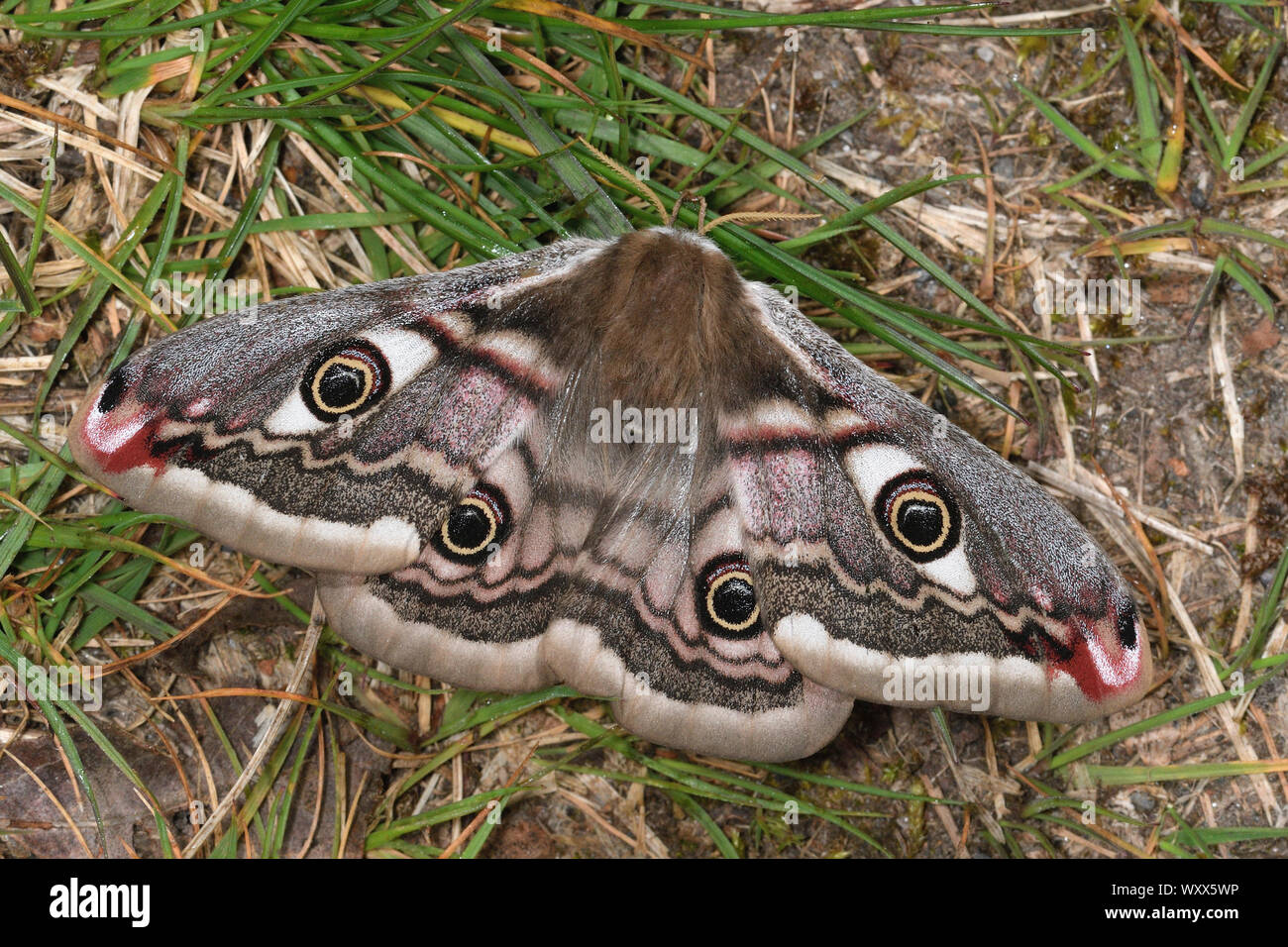 Emperor moth (Saturnia pavonia) Imago female waiting for males to be fertilized. The imagos of this family do not feed. Slopes, moors, Côtes d'Armor, Stock Photo