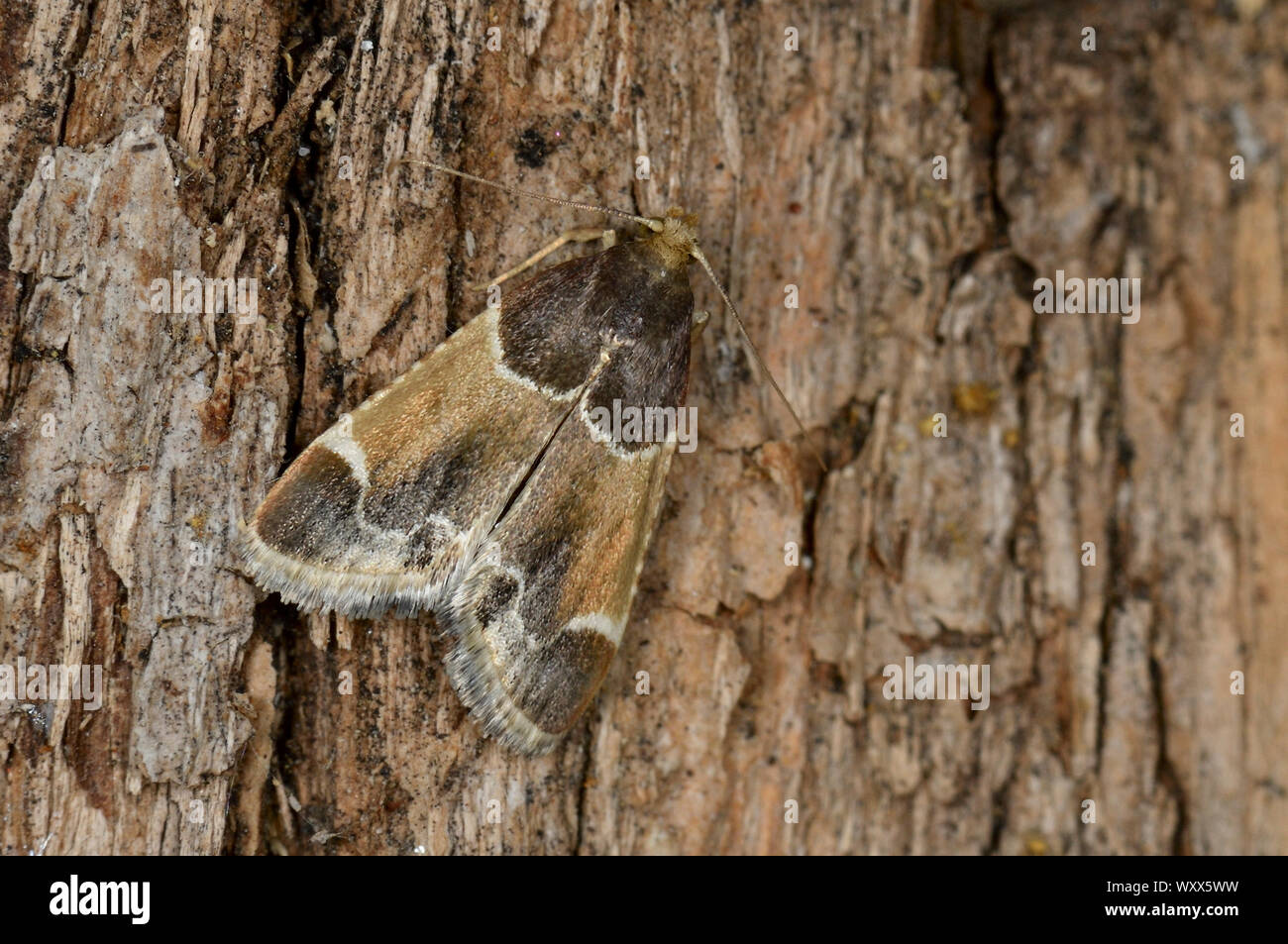 Meal Moth (Pyralis farinalis) imago, garden, grain storage or flour