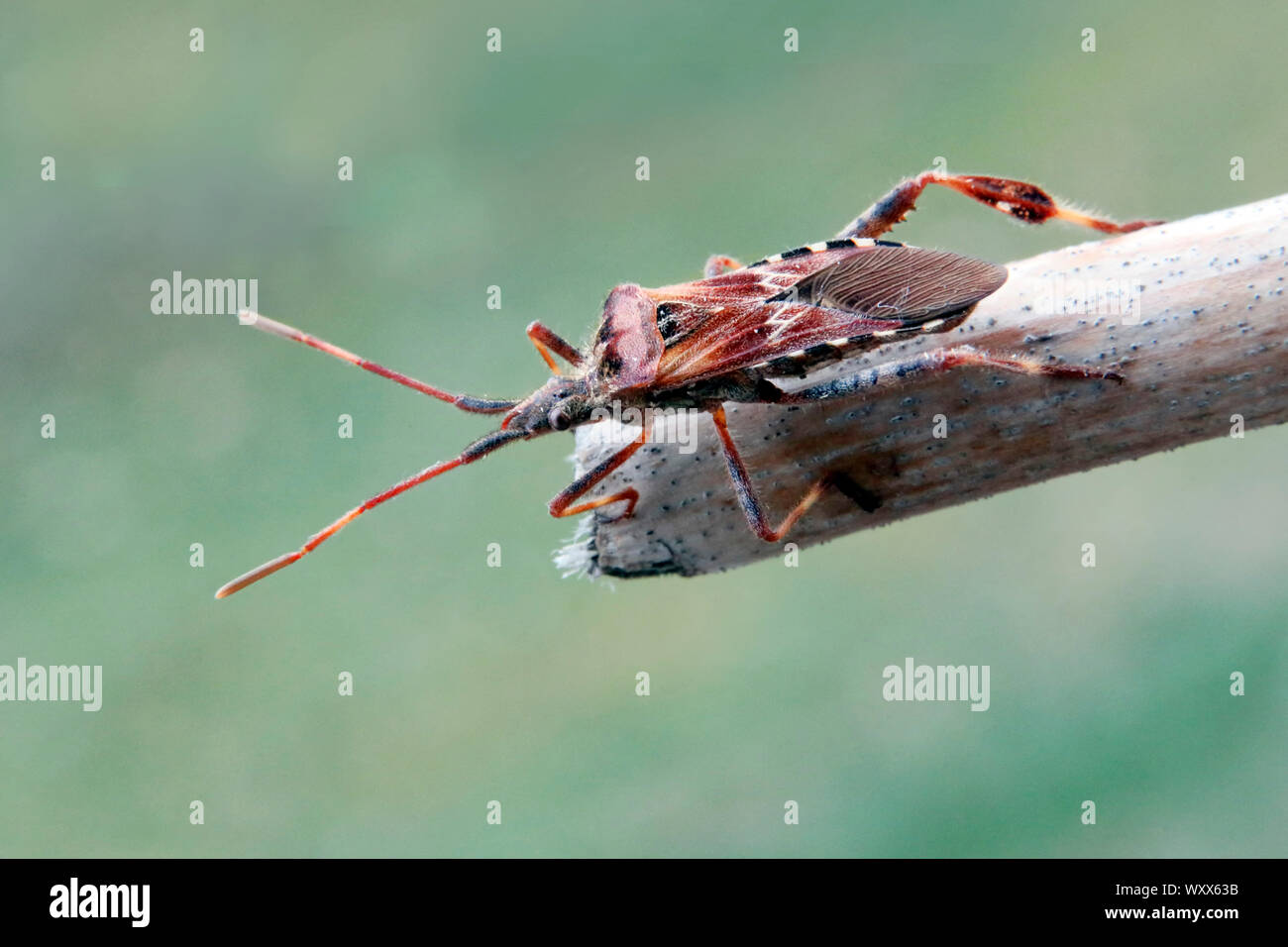 Western conifer seed bug (Leptoglossus occidentalis) Stock Photo