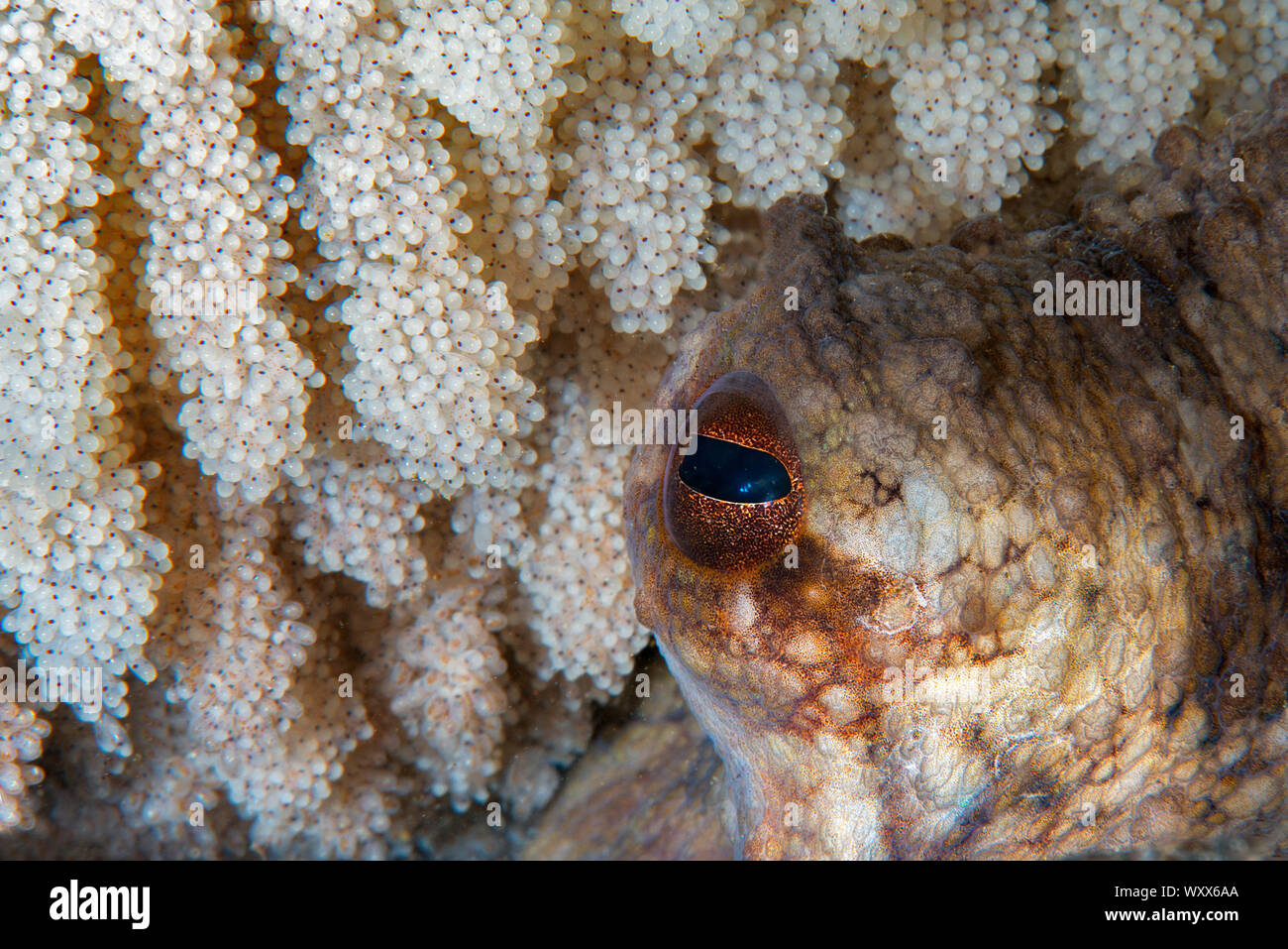 Detail of a putting egg of an octopus. Common Octopus (Octopus vulgaris