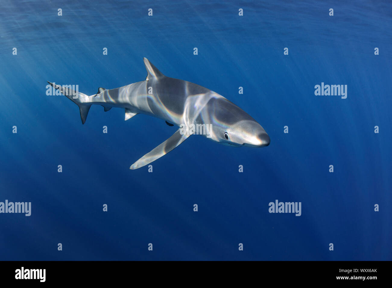 Blue shark (Prionace glauca). North Atlantic Ocean, Canary Islands. Stock Photo