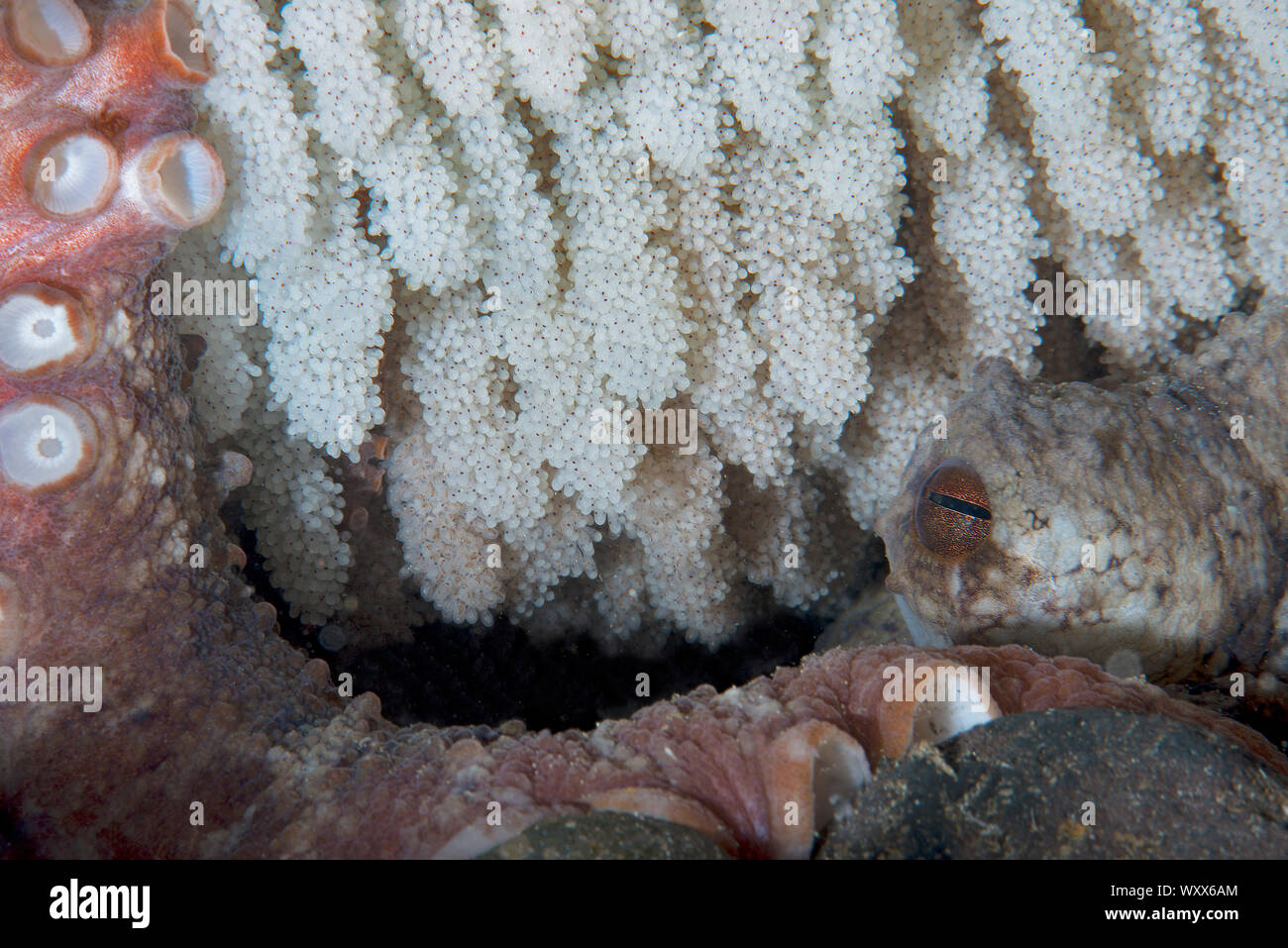 Detail of a putting egg of an octopus. Common Octopus (Octopus vulgaris
