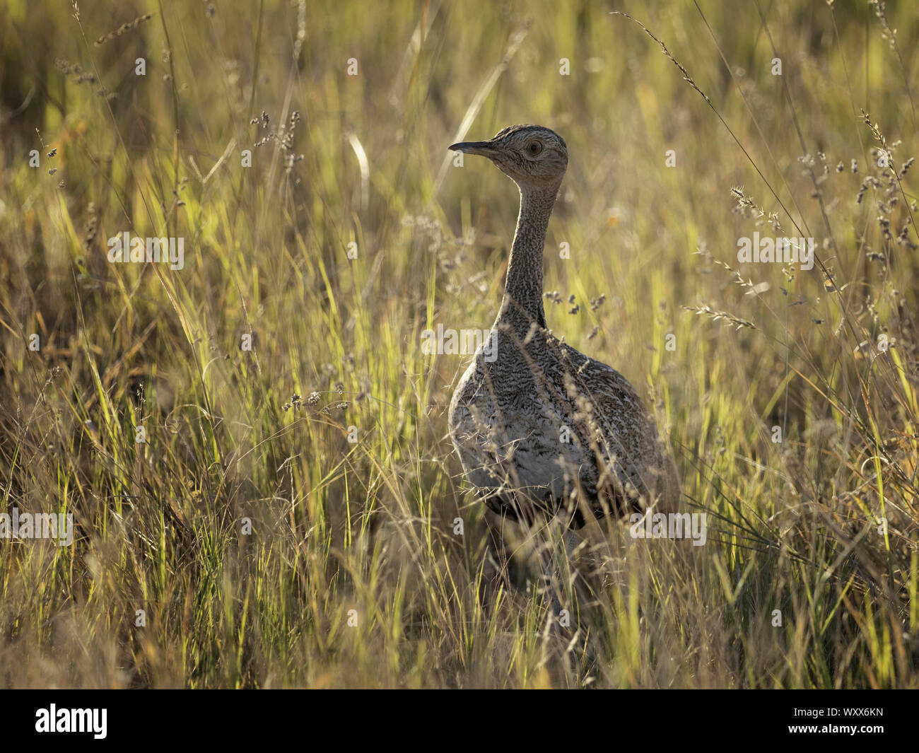 A Black-Bellied Bustard (Lissotis melanogaster) in the long grass in