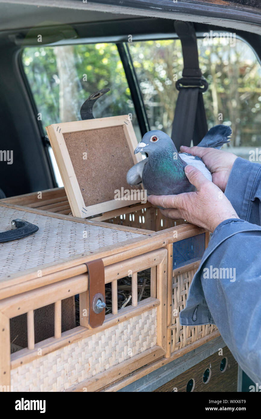 Placing pigeons into a basket before releasing them for training, Pas