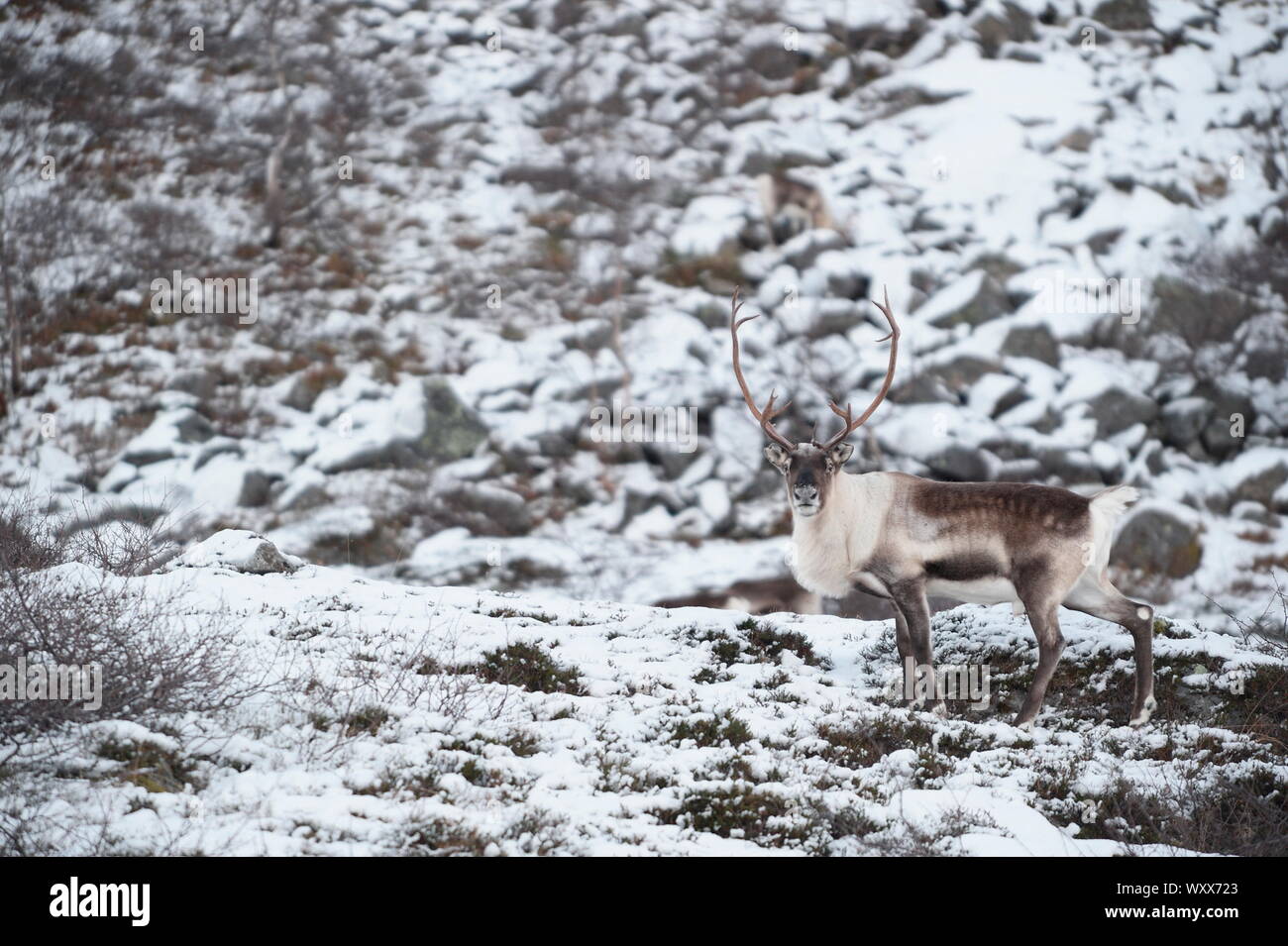 Reindeer (Rangifer tarandus) in snow, Norway Stock Photo