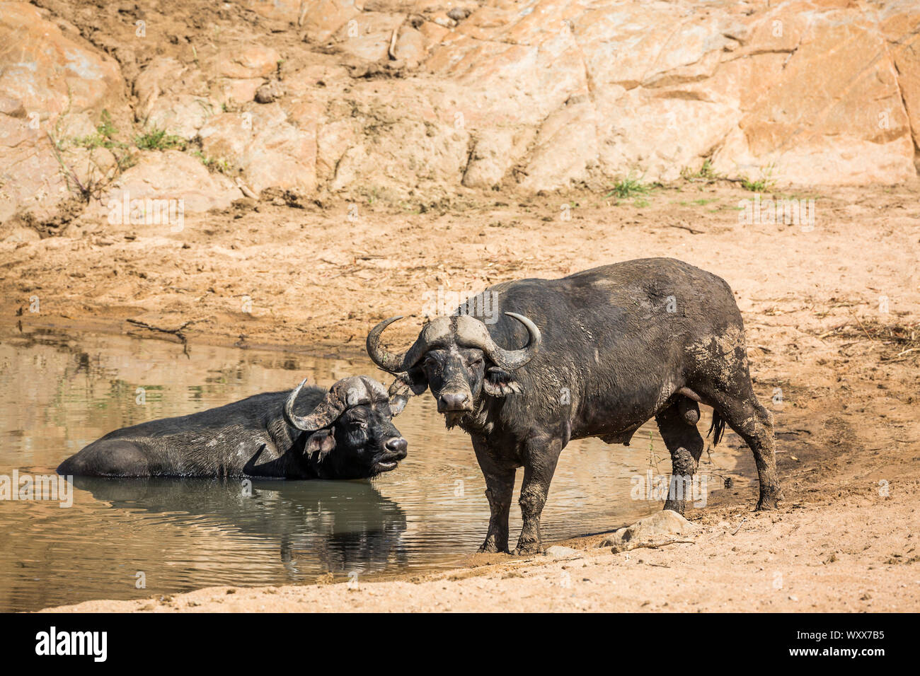 Two African buffalo bull in waterhole in Kruger National park, South Africa ; Specie Syncerus caffer family of Bovidae Stock Photo