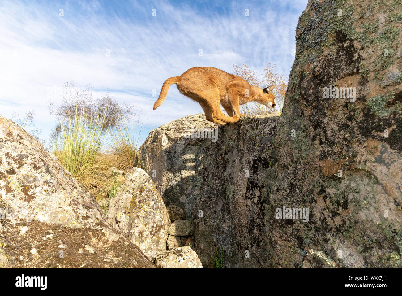 Caracal running hires stock photography and images Alamy