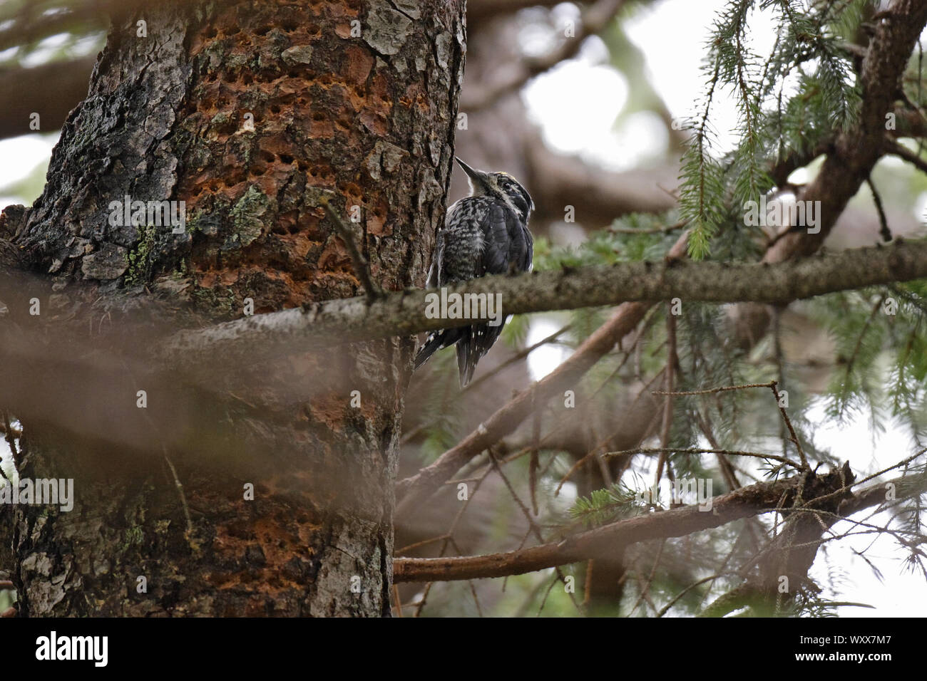 Dreizehenspecht, Picoides tridactylus, three-toed woodpecker Stock Photo