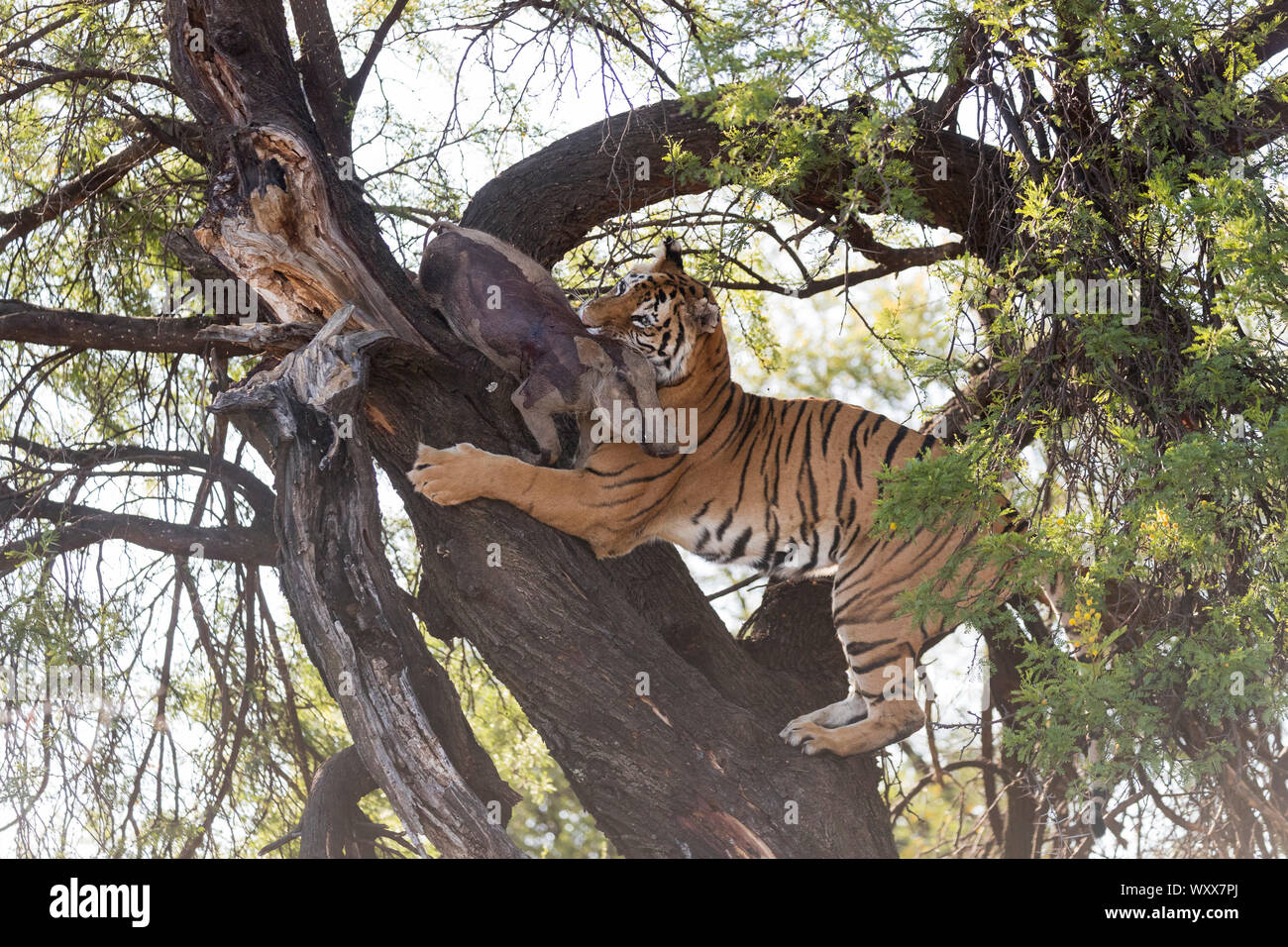 Asian (Bengal) Tiger (Panthera tigris tigris), climbing in a tree in