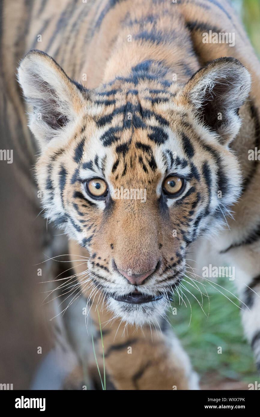 Asian (Bengal) Tiger (Panthera tigris tigris),young 6 months old