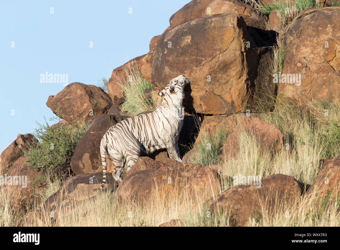 White Asian (Bengal) Tiger (Panthera tigris tigris), search for smells ...