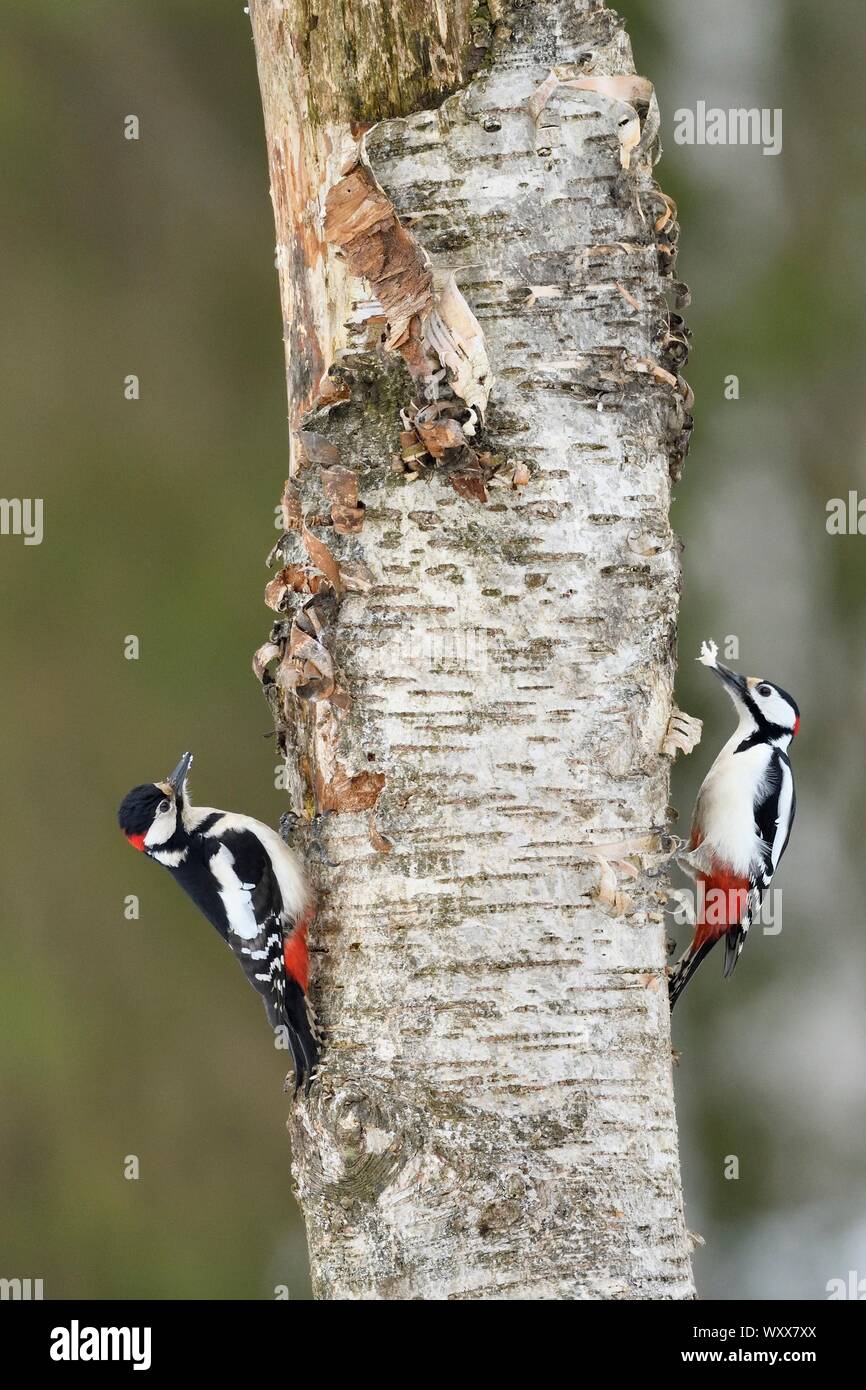 Great Spotted Woodpeckers (Dendrocopos major) on the trunk of a tree, Finland Stock Photo