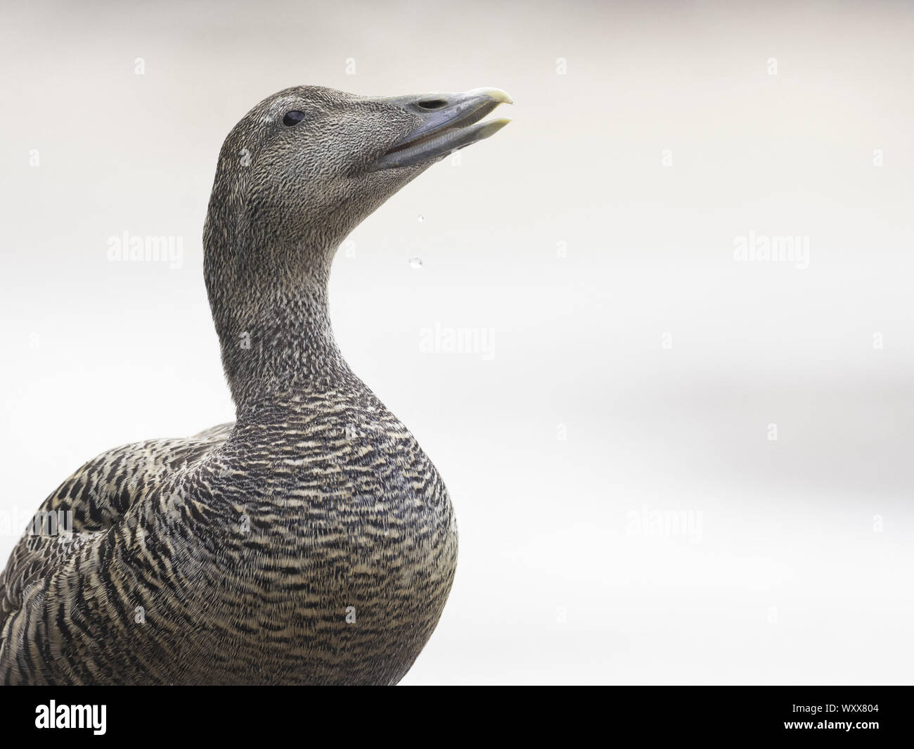 A hen Eider Duck calling off the coast of Northumberland, UK Stock