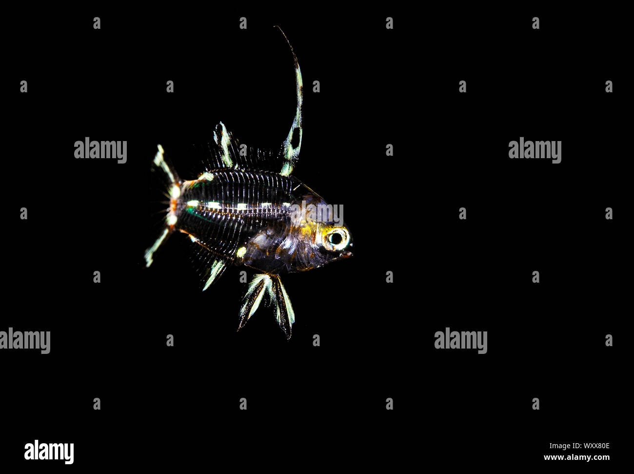 Lyretail hogfish (Bodianus anthioides) juvenile photographed at 70