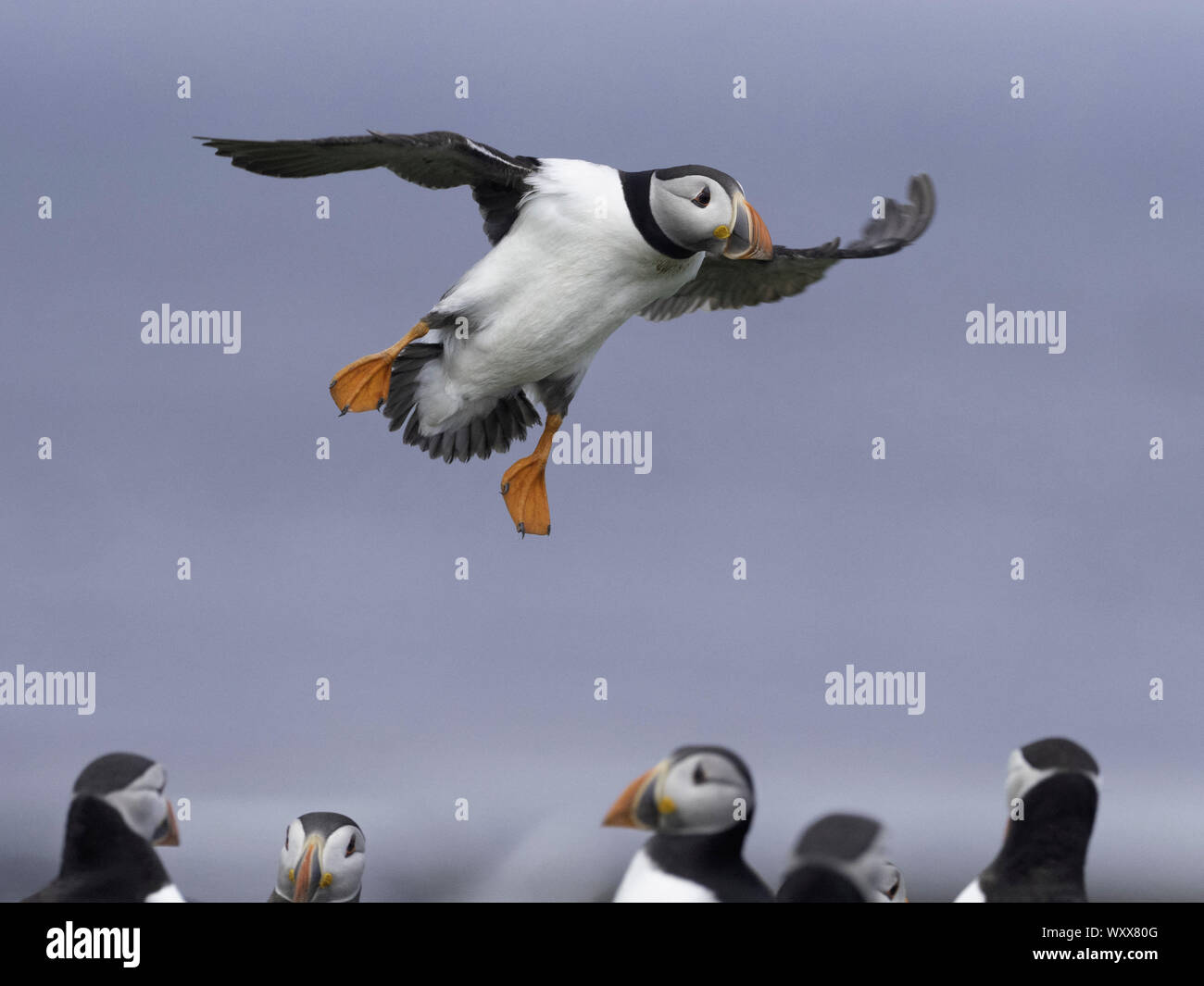 A Puffin (Fratercula arctica) comes into land off the coast of Northumberland, UK. Stock Photo