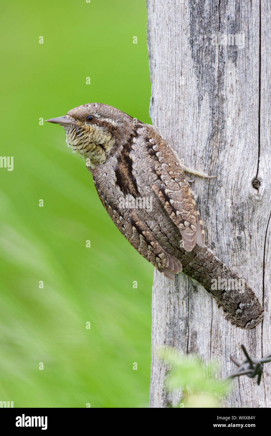 Eurasian Wryneck (Jynx torquilla), adult perched on an old post, Campania, Italy Stock Photo