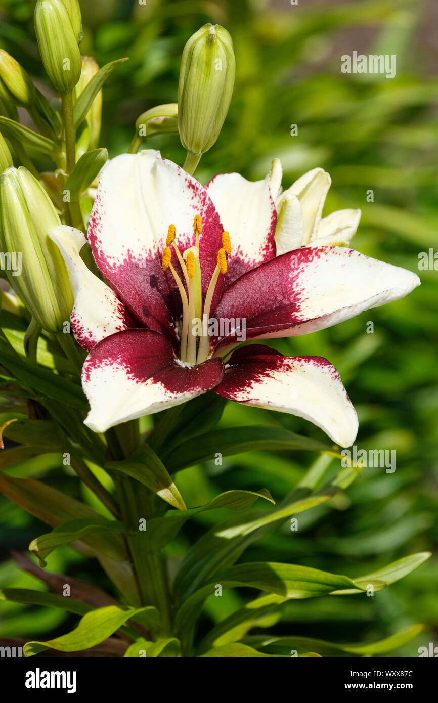 Close up Of Lilium Tiny Padhye Burgundy And White Flower Dwarf close-up-of-lilium-tiny-padhye-burgundy-and-white-flower-dwarf