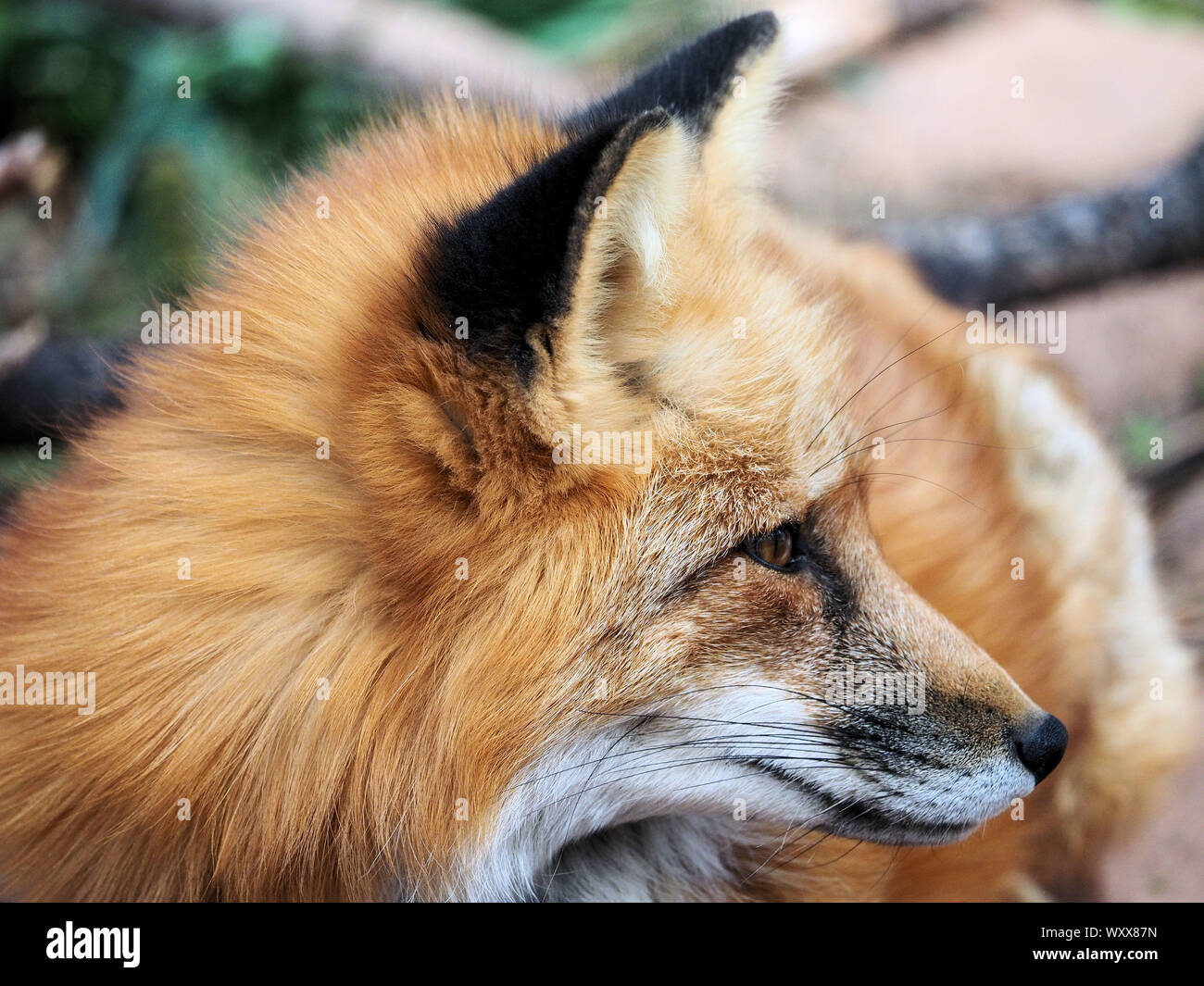 American Red Fox Close Up Stock Photo