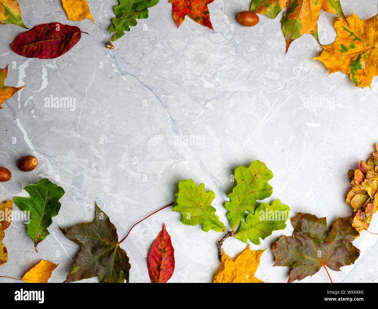autumn leaf on marble background Stock Photo