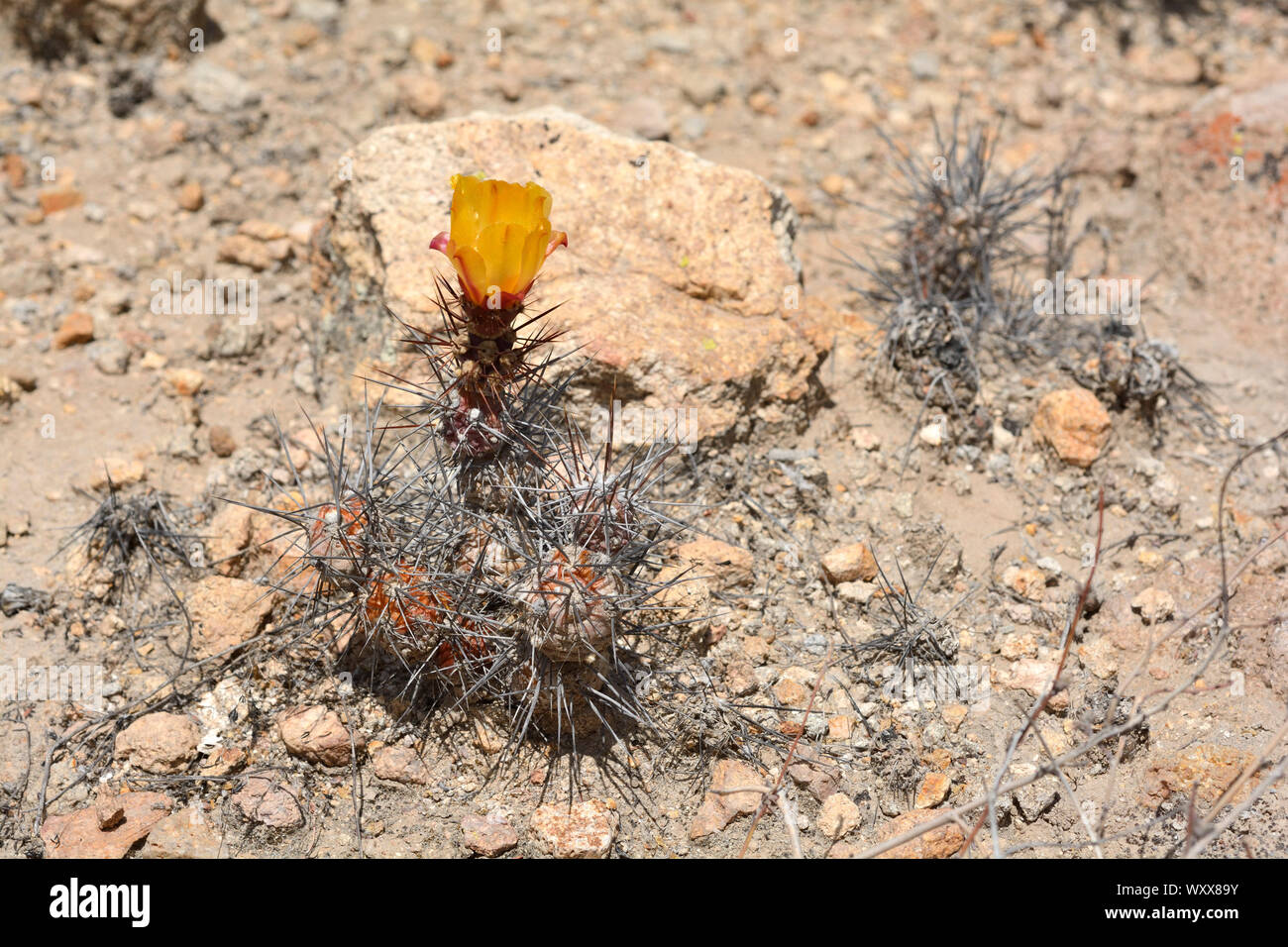 gatito-cumulopuntia-sphaerica-cactaceae-indigenous-to-northern-chile