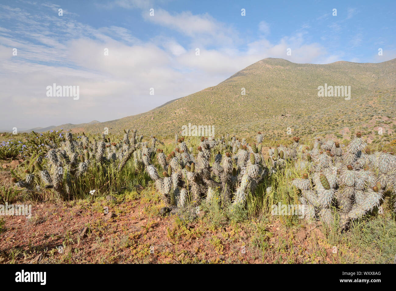 Tunilla (Miqueliopuntia miquelii), Cactaceae indigenous to Chile, ca. of Freirina, III Region of Atacama, Chile Stock Photo