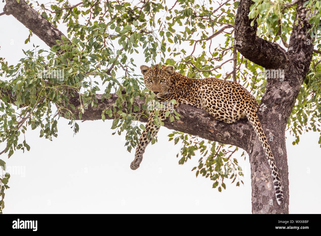Leopard (Panthera pardus) lying down in a tree in Kruger National park ...