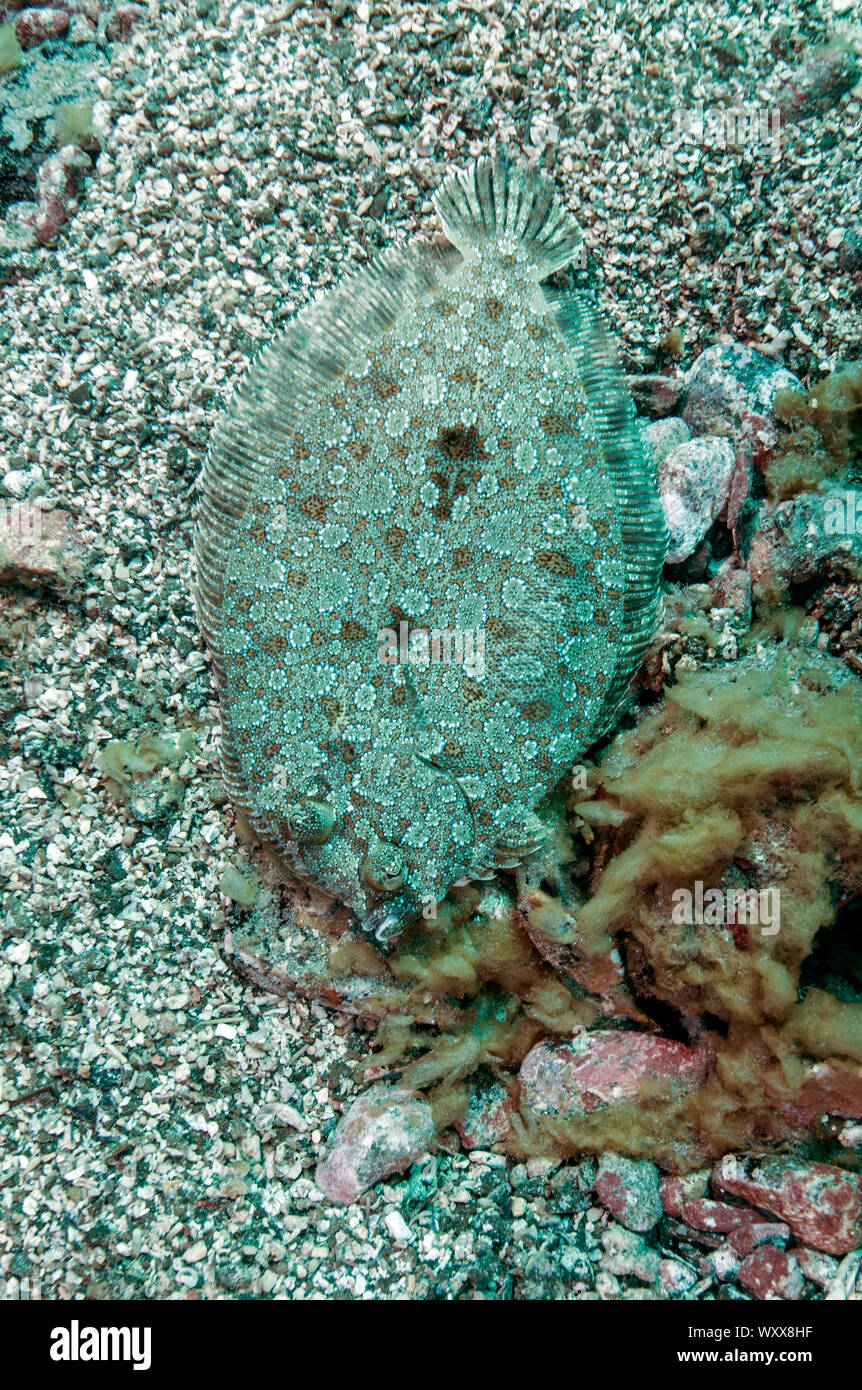 Wideeyed Flounder (Bothus podas), Tenerife, Canary Islands, Spain