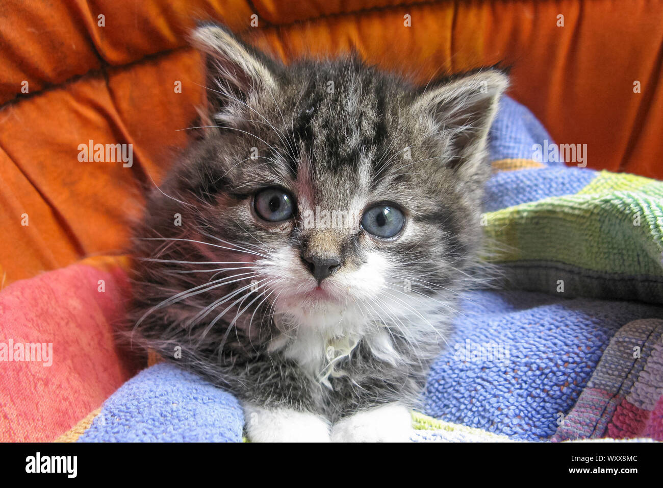 Portrait of Kitten in his basket, France Stock Photo - Alamy