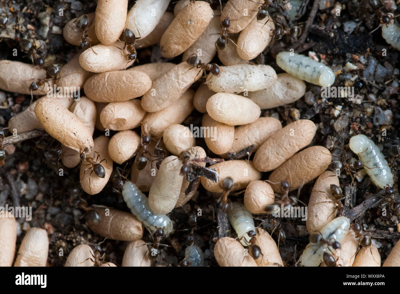 Black ants and cocoons under a stone, Sardinia Stock Photo - Alamy
