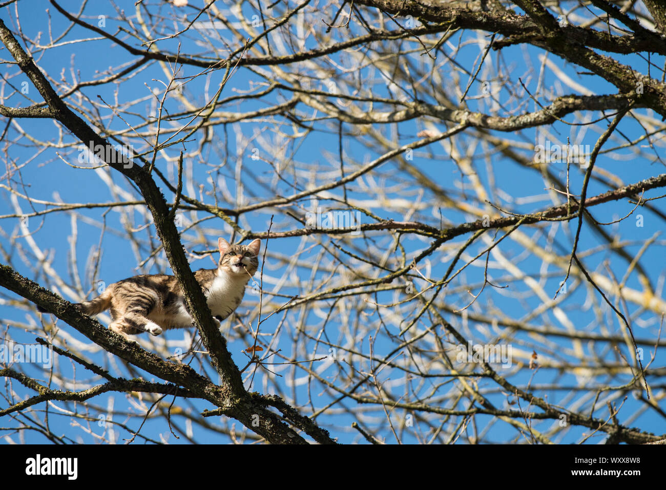 Cat stuck in tree hires stock photography and images Alamy