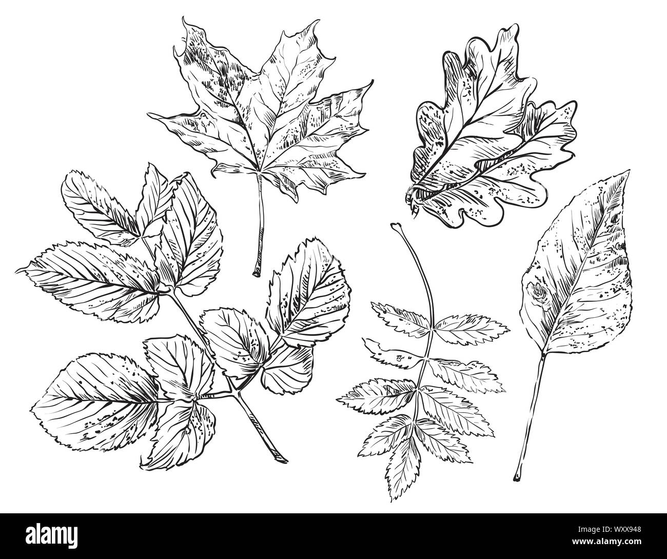 Vector autumn hand drawing maple, oak, rose hip, Rowan, leaves outline on the white background. Fall line art of foliage. stock illustration Stock Vector